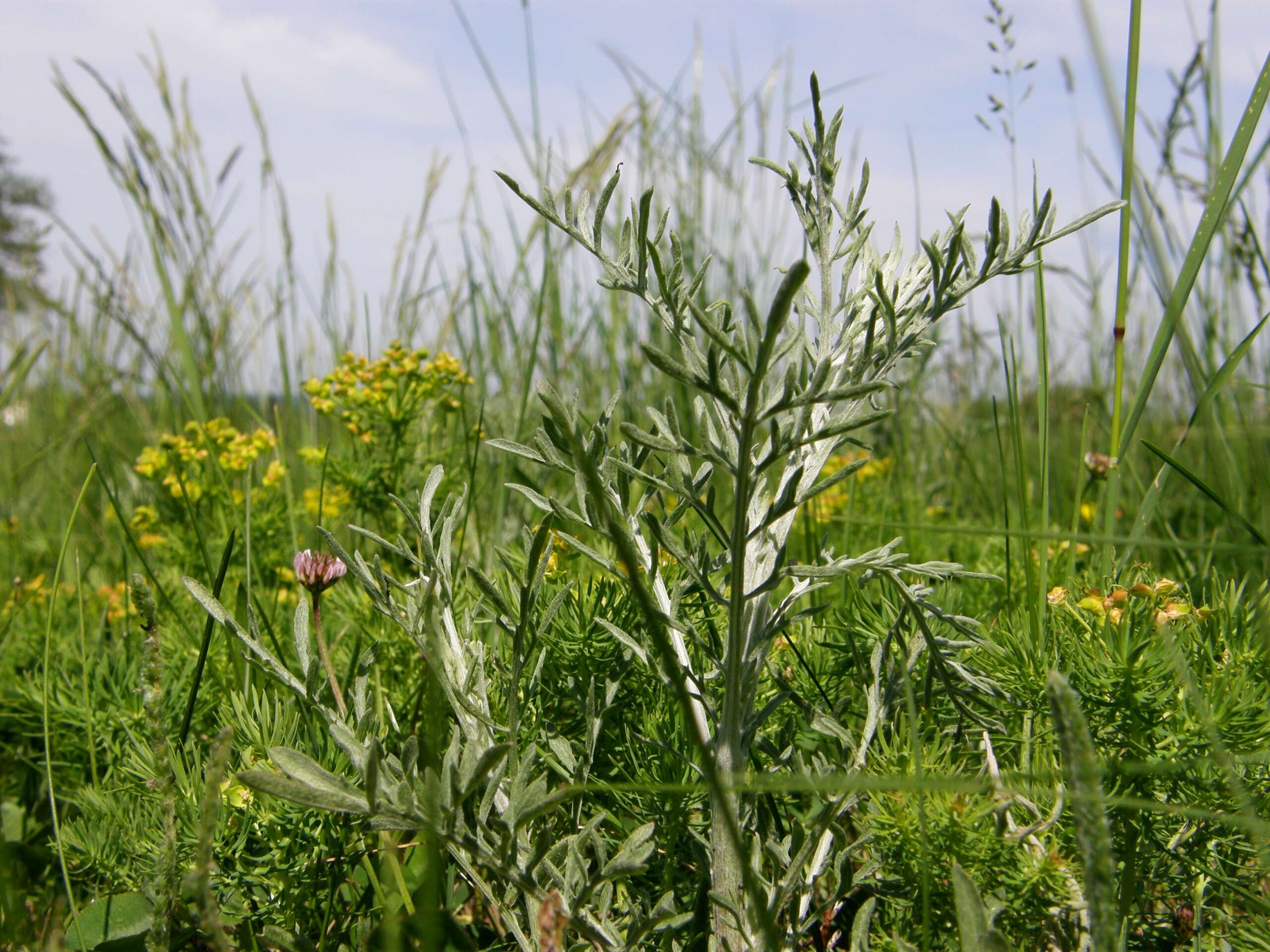 Image of spotted knapweed