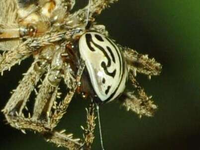 Image of Zygogramma bicolorata