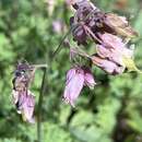 Imagem de Dicentra formosa subsp. formosa