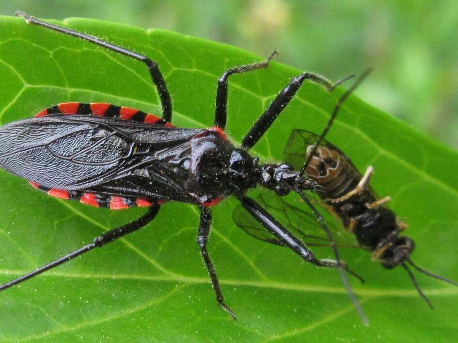 Plancia ëd Rhynocoris leucospilus sibiricus (Jakovlev 1893)