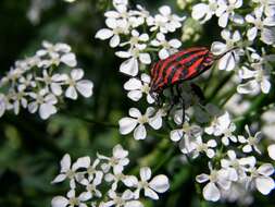 Image of <i>Graphosoma italicum</i>