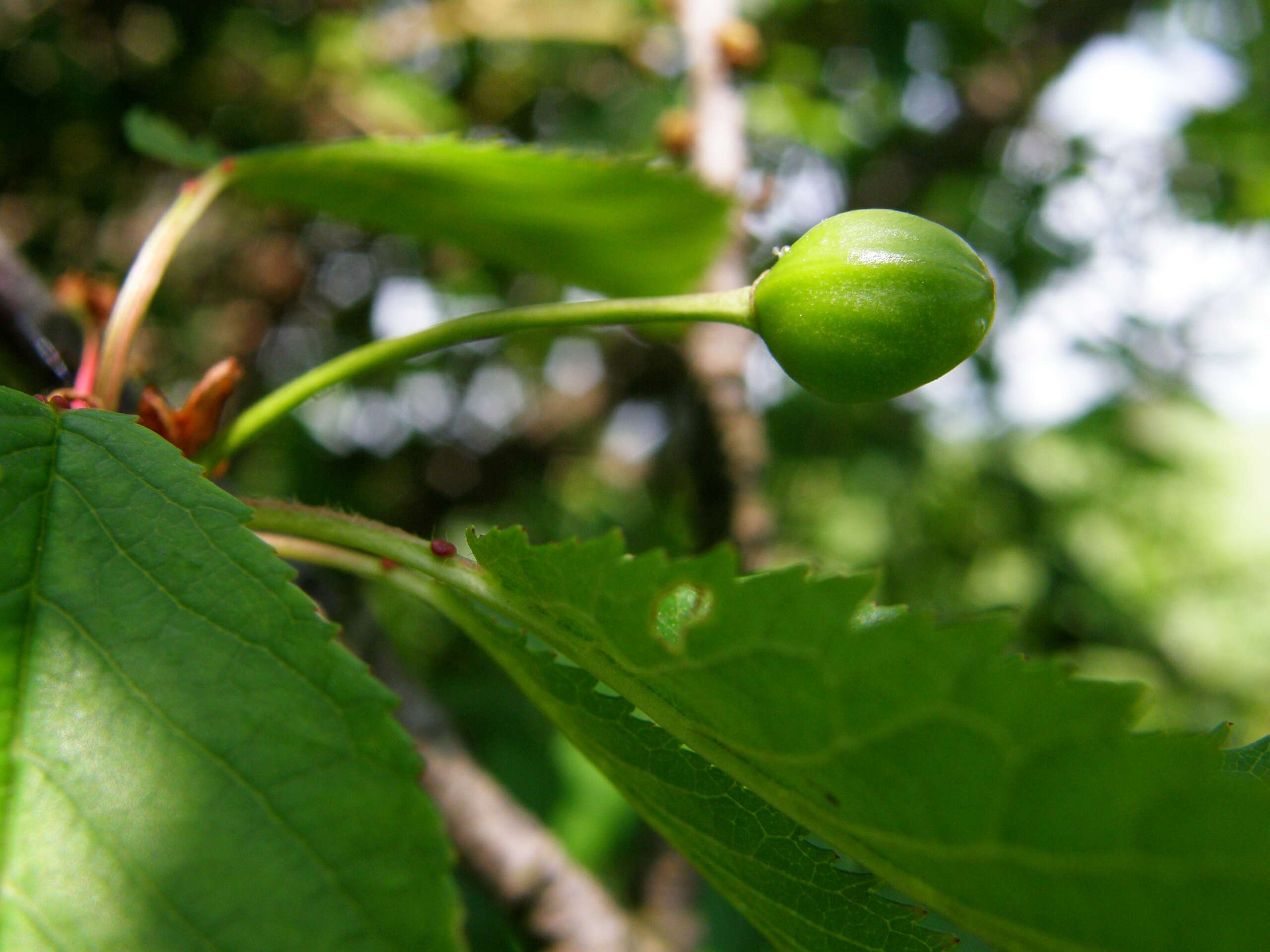 Image of gean, wild cherry