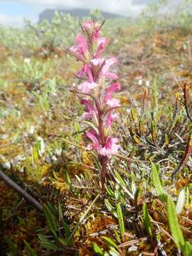 Image of Langsdorf's lousewort