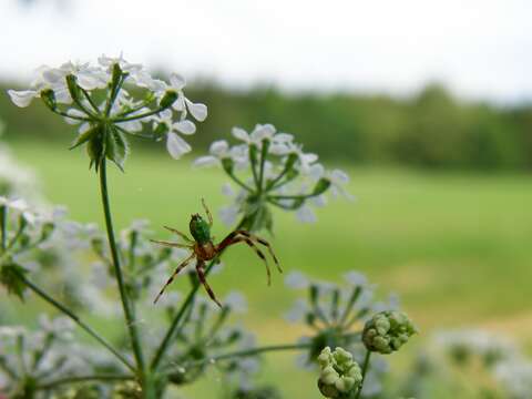 Image of Cucumber green spider