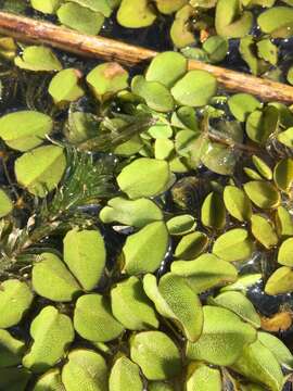 Image of hydrilla