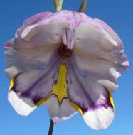 Image of Gladiolus patersoniae F. Bolus