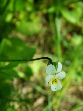 Слика од Viola arvensis Murray