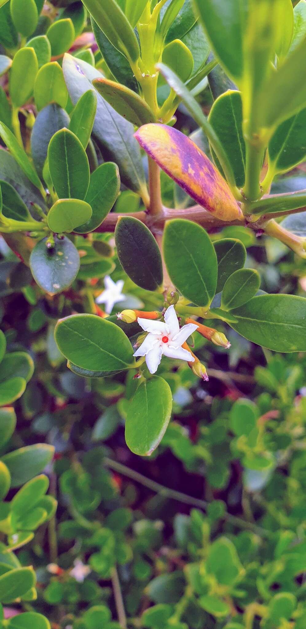 Alyxia buxifolia R. Br. resmi