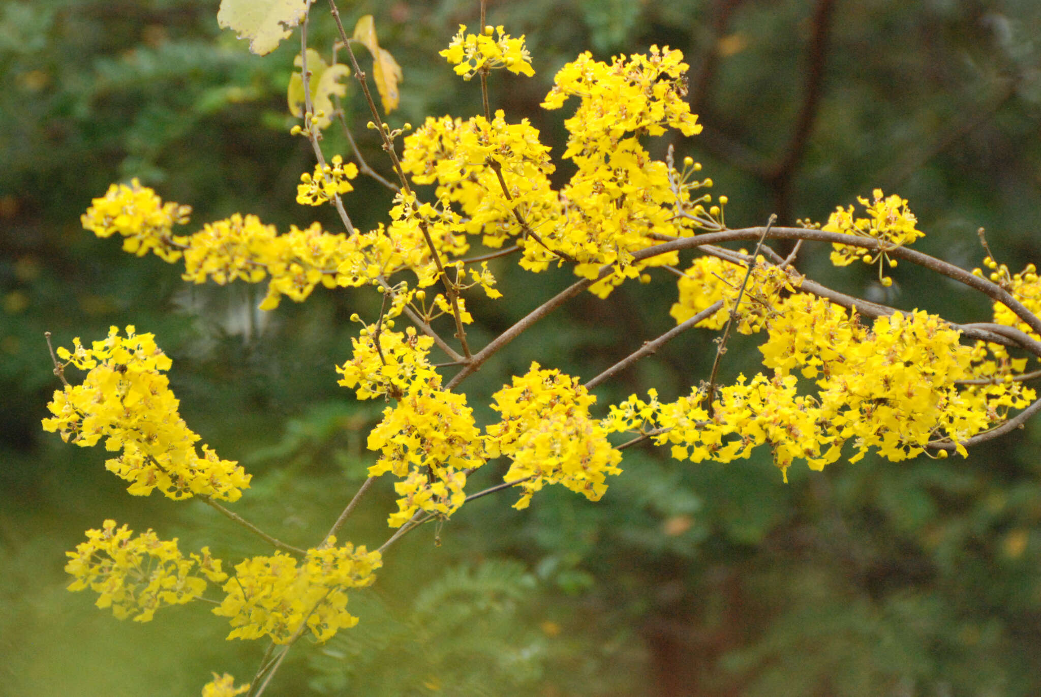 Image of Diplopterys lutea (Griseb.) W. R. Anderson & C. Davis