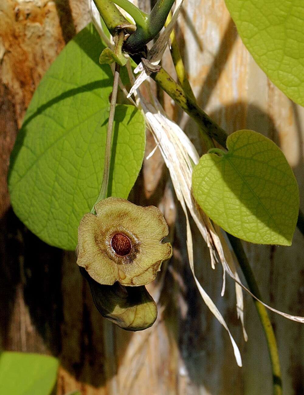 Image of Dutchman's pipe