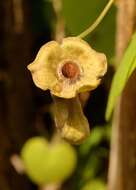 Image of Dutchman's pipe