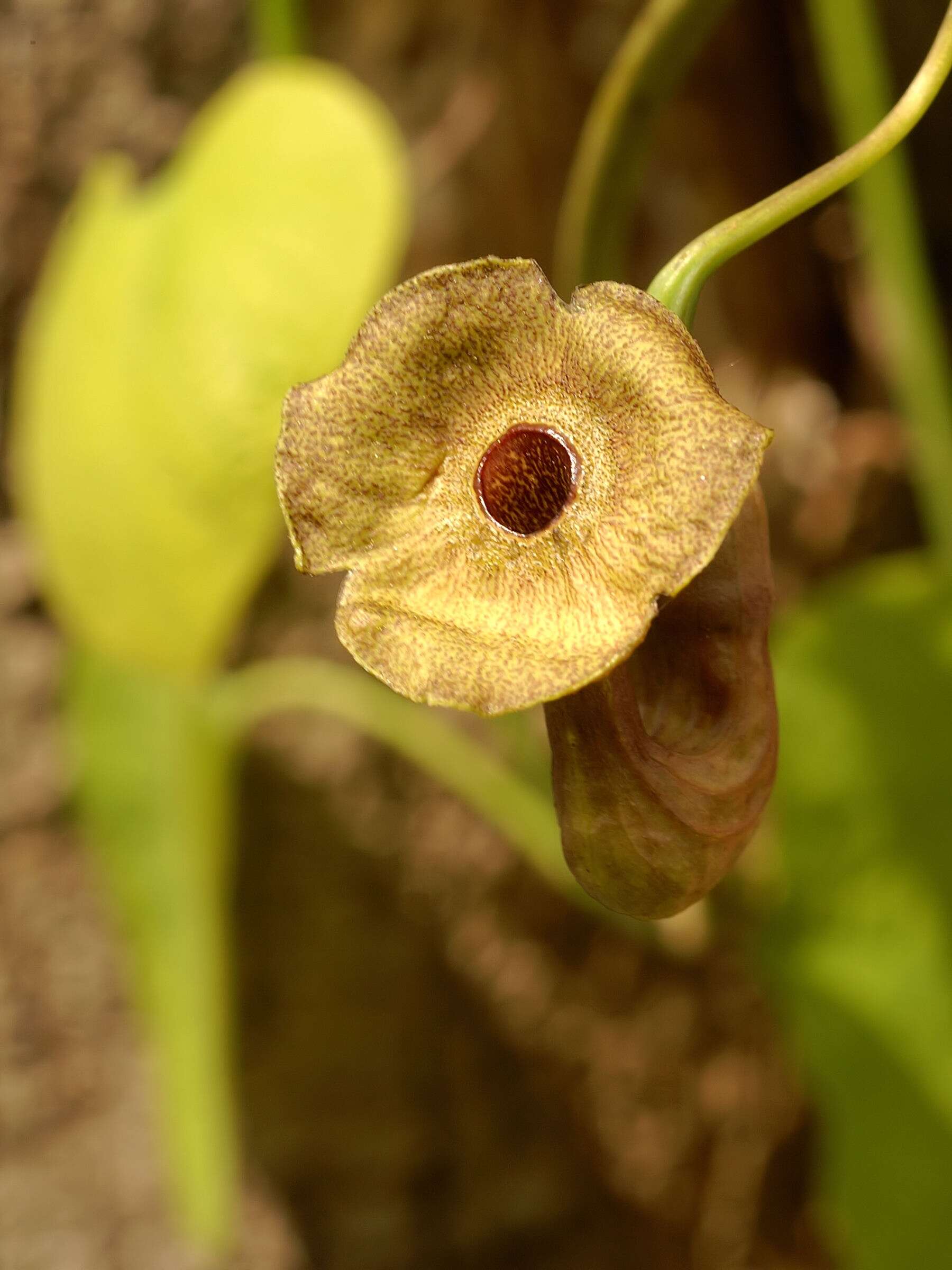 Image of Dutchman's pipe