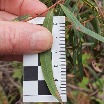 Image of Angophora bakeri E. C. Hall