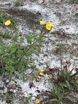 Image of pine barren frostweed