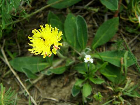 Image of Mouse-ear-hawkweed