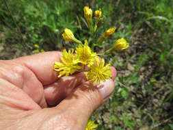 Image of Crepis praemorsa (L.) Tausch