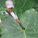 Image of tall elephant's ear