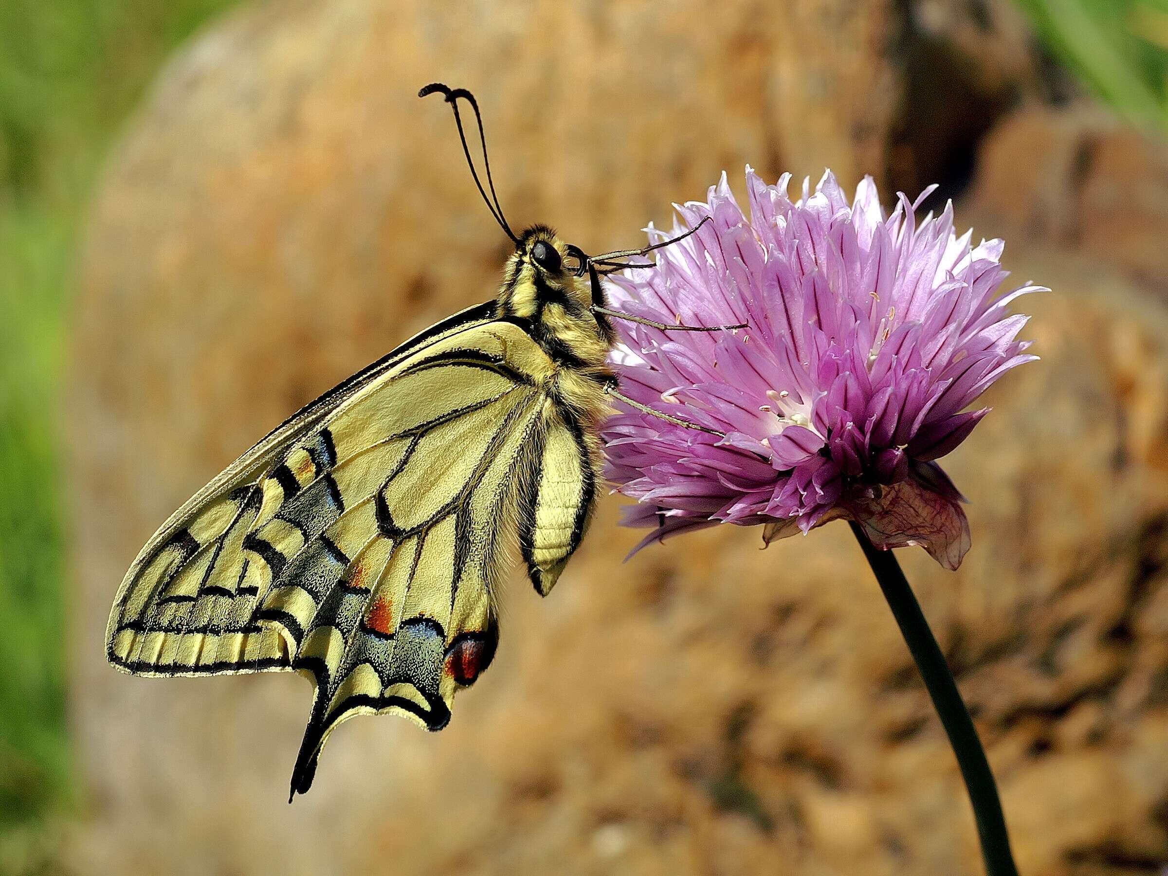 Image of Old World Swallowtail