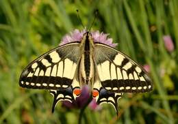 Image of Old World Swallowtail