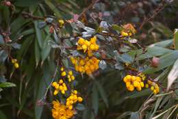 Image of Darwin's berberis