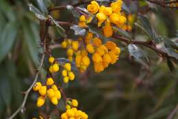 Image of Darwin's berberis