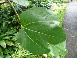 Image de Ficus palmata Forssk.