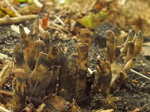 Image of Xylaria friesii Læssøe 1992