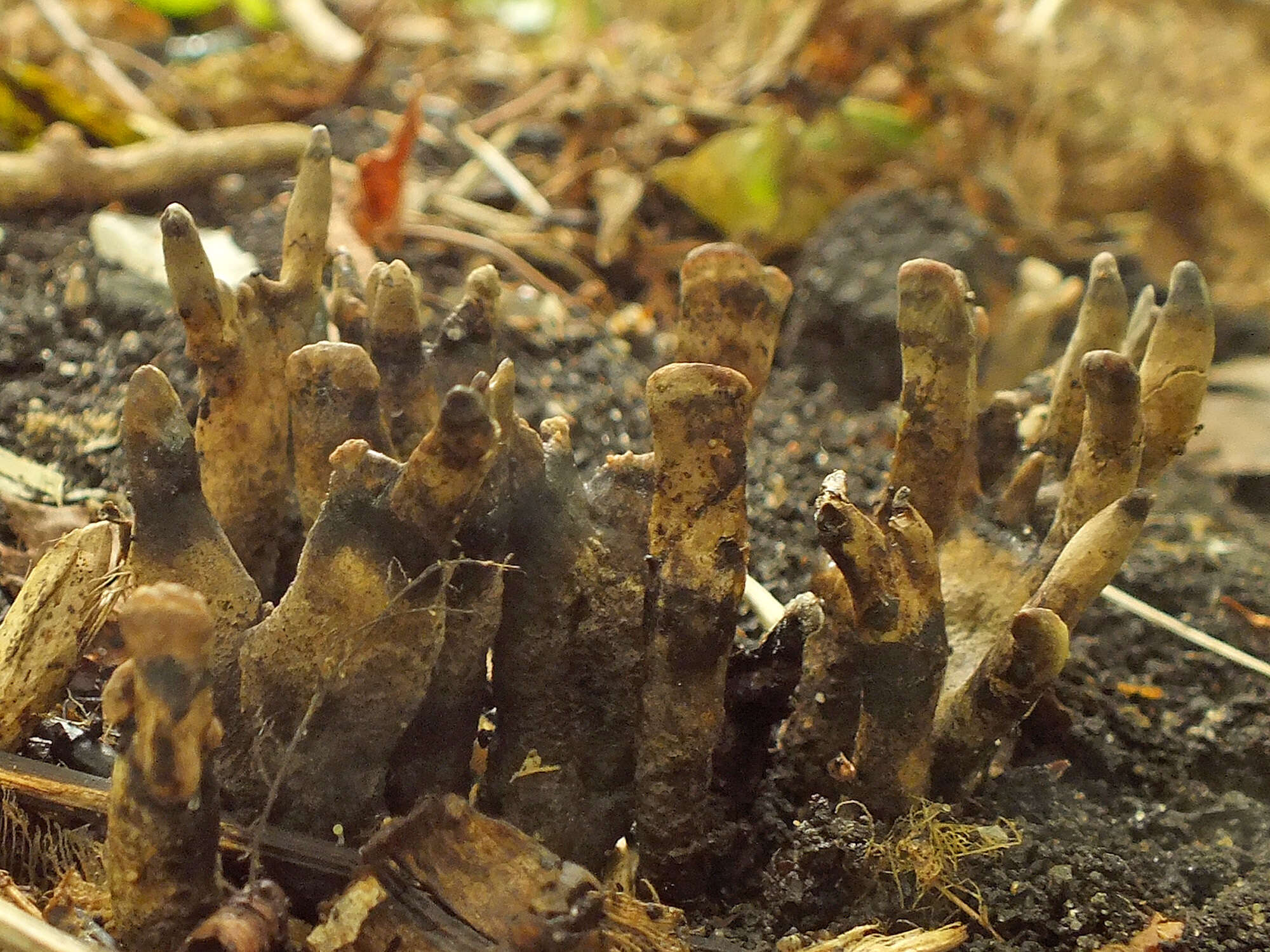 Imagem de Xylaria friesii Læssøe 1992