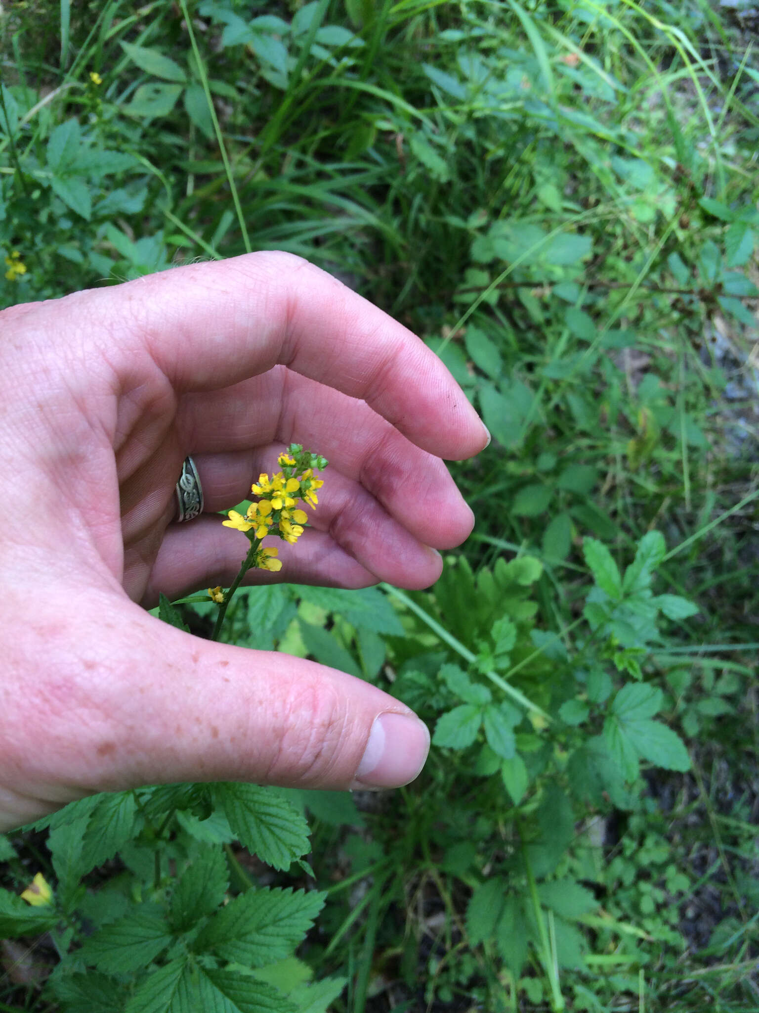 Image of tall hairy agrimony