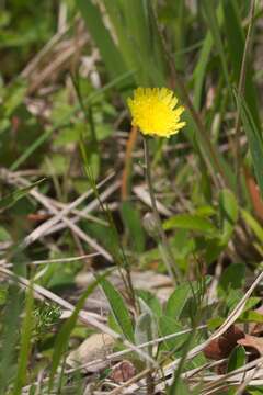 Image of Mouse-ear-hawkweed