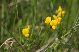 Image of Common Bird's-foot-trefoil