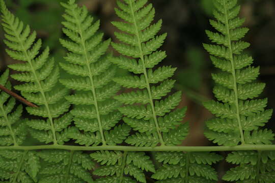 Image of Athyrium brevifrons Nakai ex Kitag.