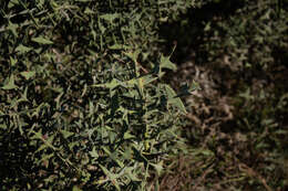 Image of Colletia paradoxa (Spreng.) Escalante