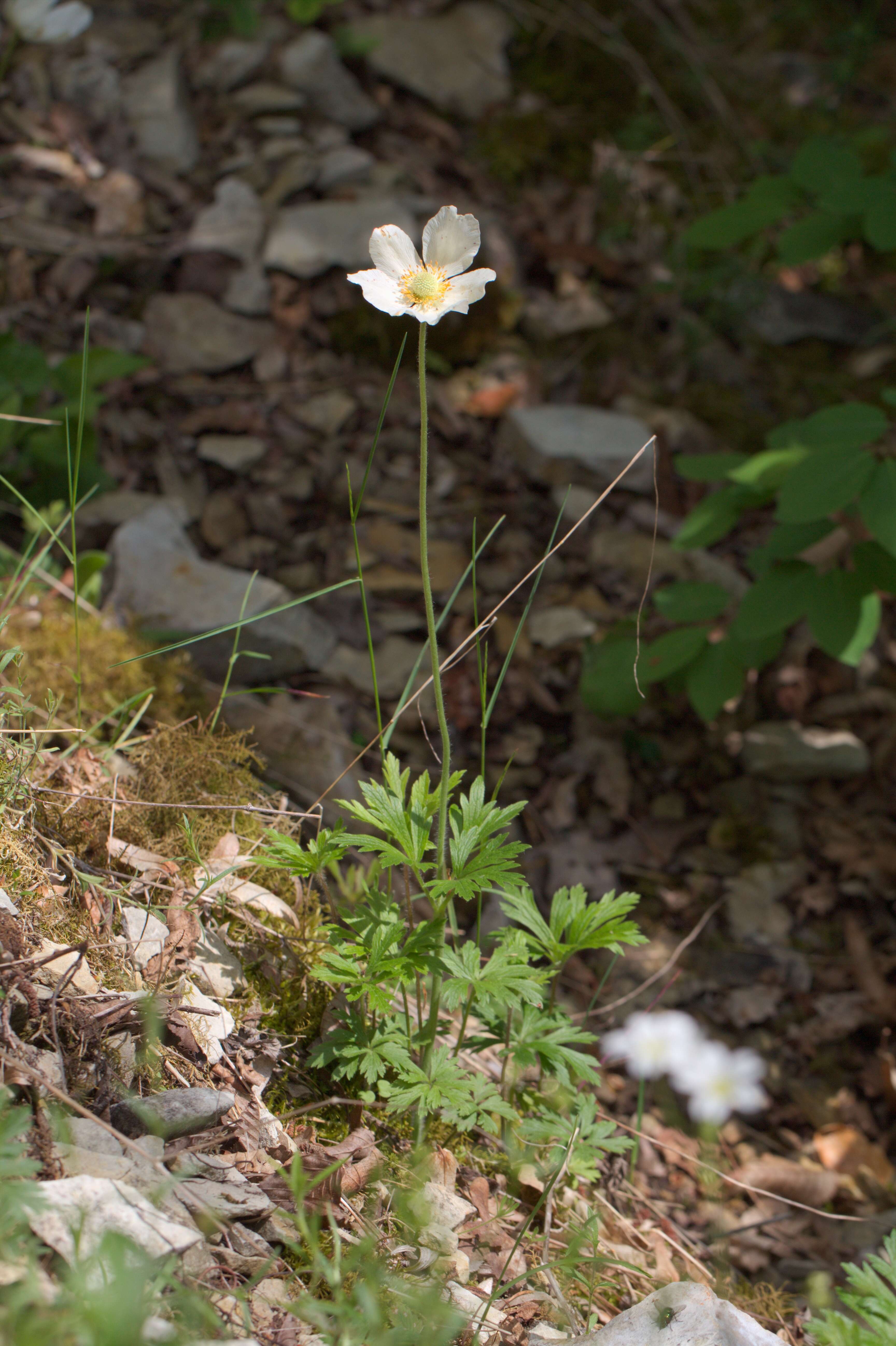 Image of Snowdrop Anemone