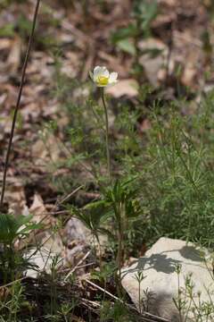 Image of Snowdrop Anemone