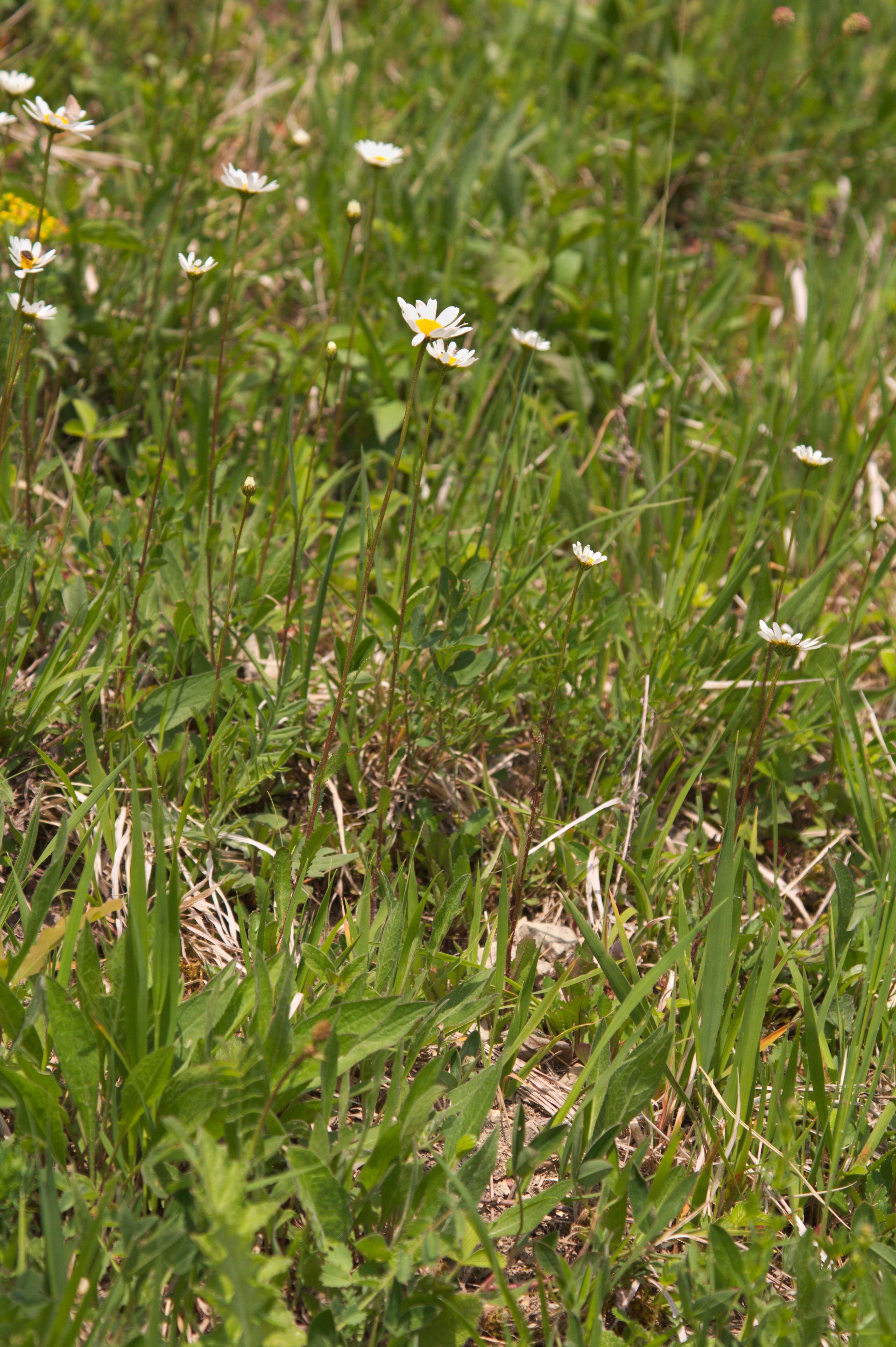 Image of Oxeye Daisy