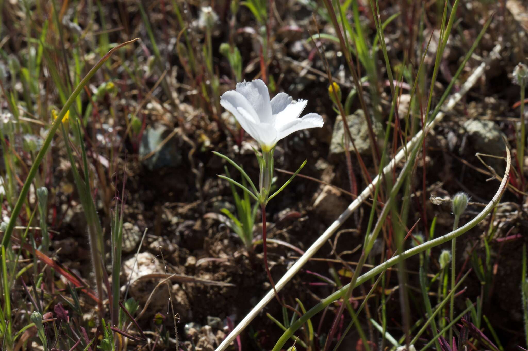 Image of Linanthus dichotomus subsp. dichotomus