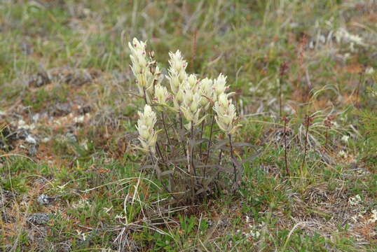 Image of Castilleja arctica Krylov & Sergievsk.