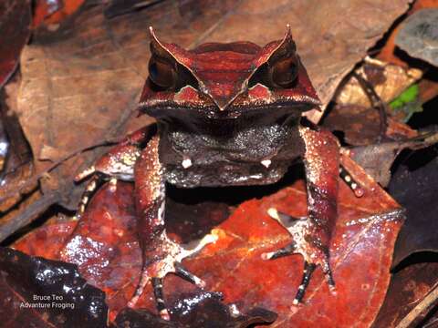 Image of Borneon Horned Frog