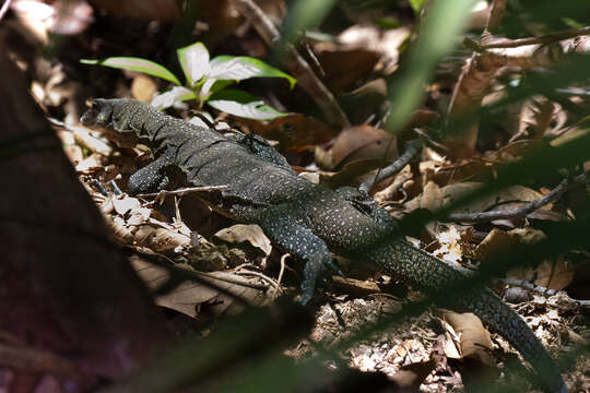 Image of Peach-throated Monitor