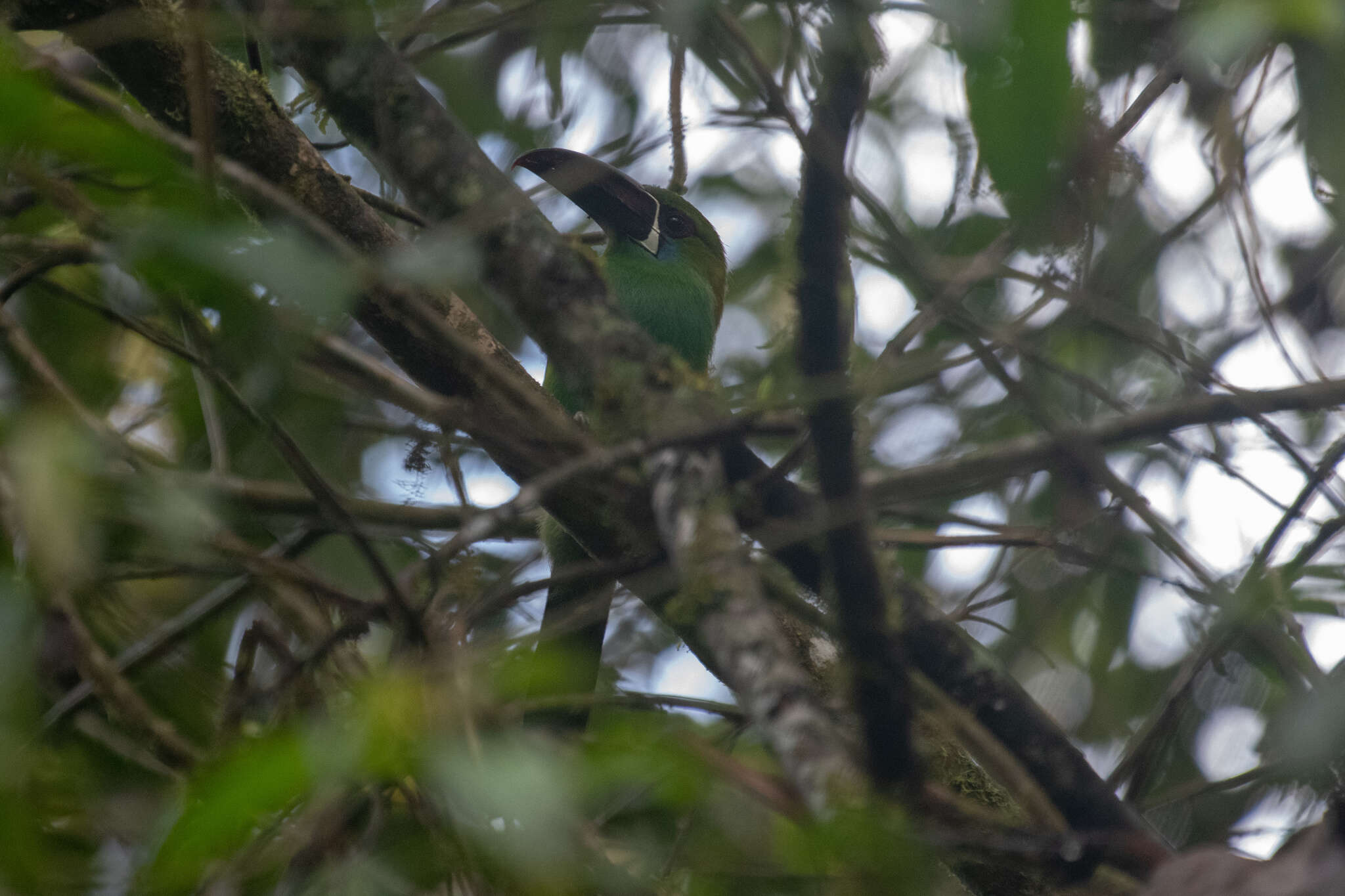 Image of Crimson-rumped Toucanet