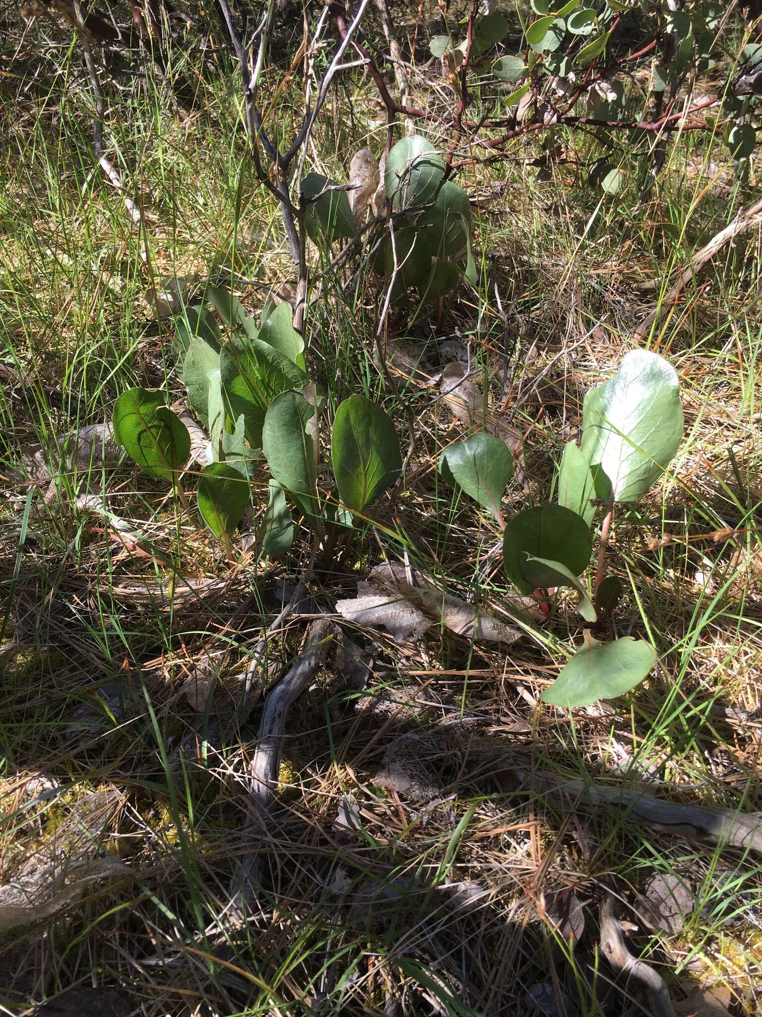 Image of Bolander's mule-ears