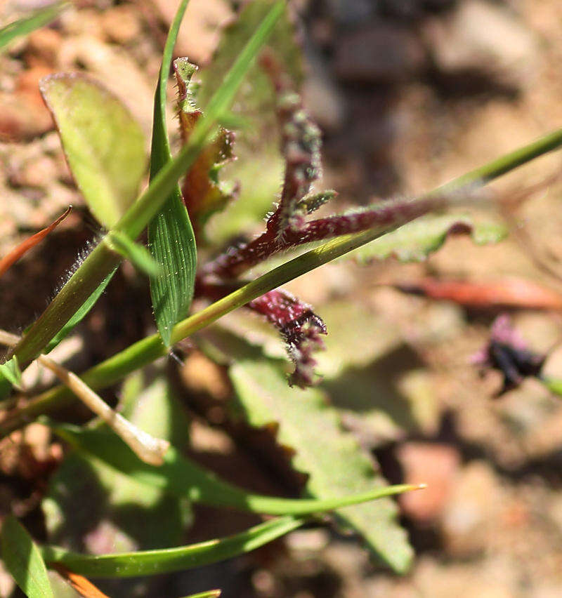 صورة Wahlenbergia cernua (Thunb.) A. DC.