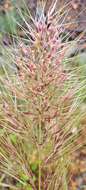 Image of Austrostipa densiflora (Hughes) S. W. L. Jacobs & J. Everett