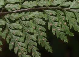 Image of Parapolystichum glabellum (A. Cunn.) Labiak, Sundue & R. C. Moran