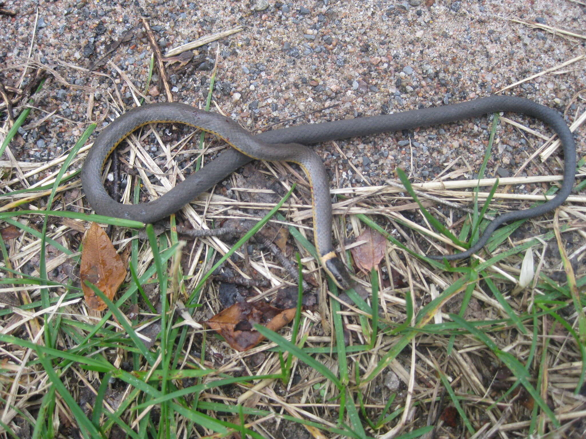 Diadophis punctatus edwardsii (Merrem 1820) resmi