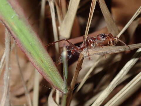 Image of Myrmecia comata Clark 1951