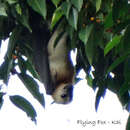 Image of Kei Flying Fox