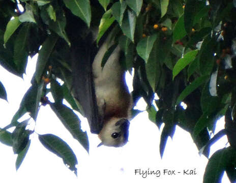 Image of Kei Flying Fox