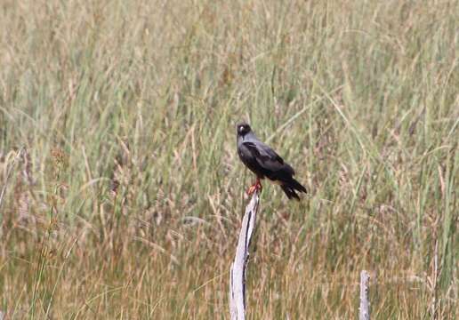 Image of Everglade snail kite